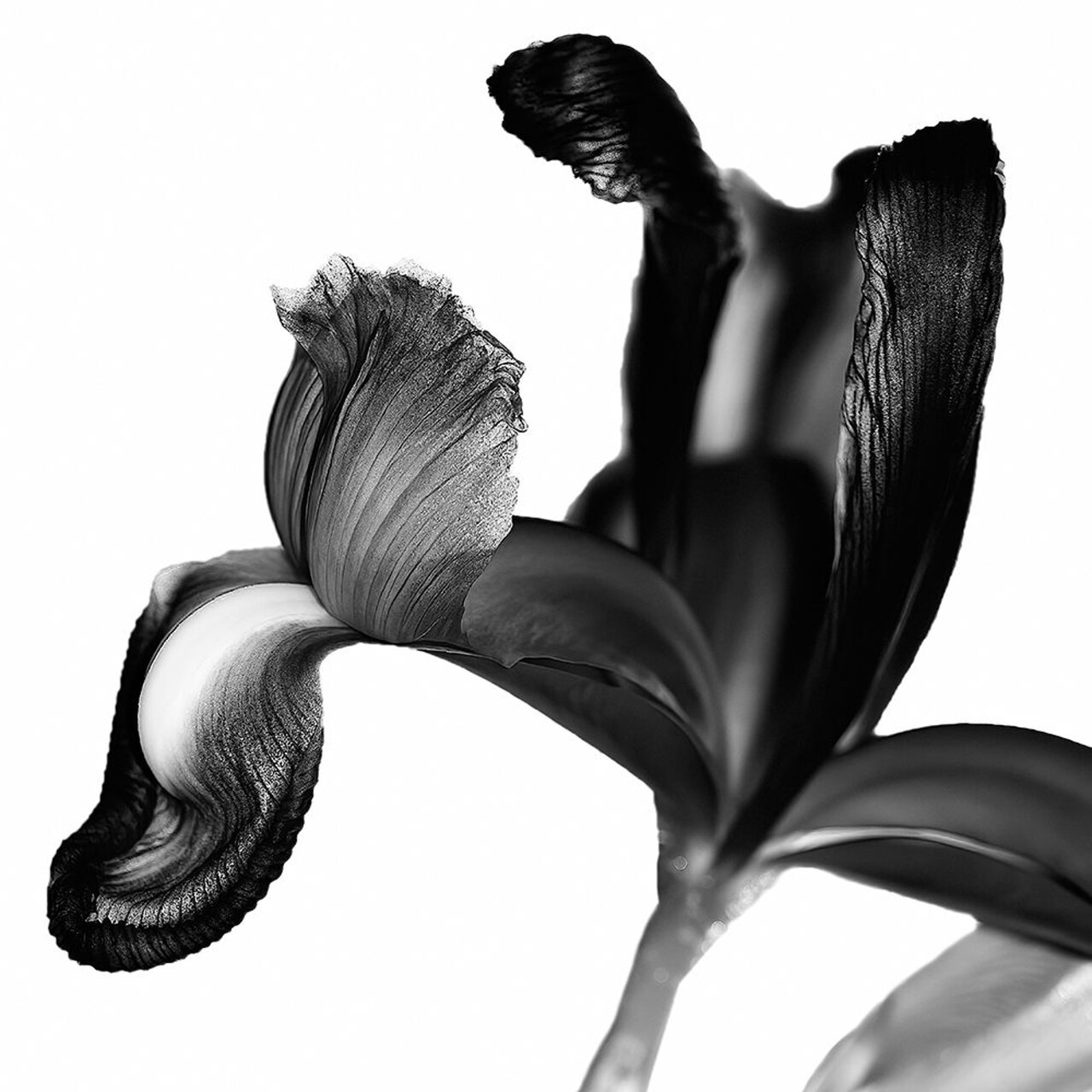 Iris I Black on White Poster Print by David Pollard # PDV116955
